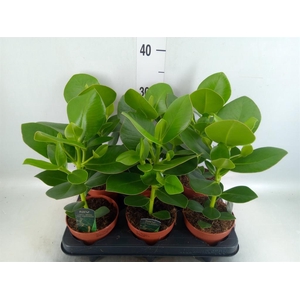 Clusia rosea 'Princess'