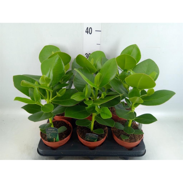<h4>Clusia rosea 'Princess'</h4>