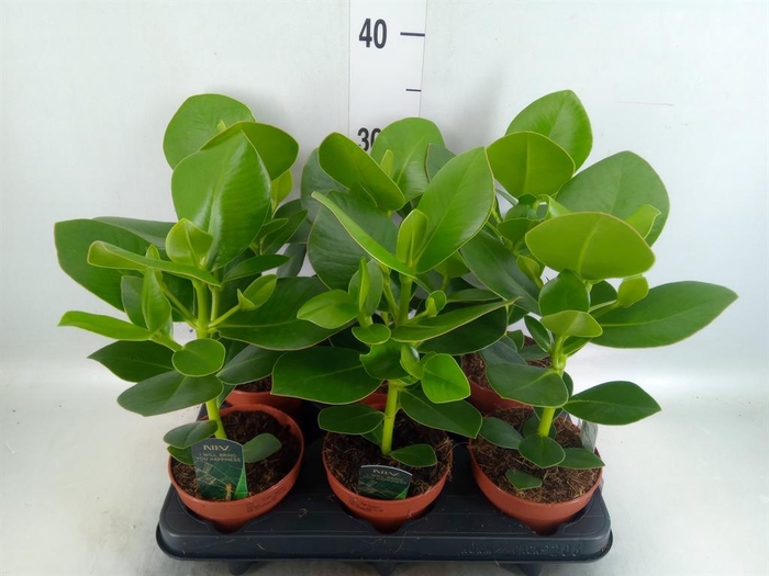 <h4>Clusia rosea 'Princess'</h4>