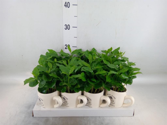 <h4>Coffea arabica</h4>