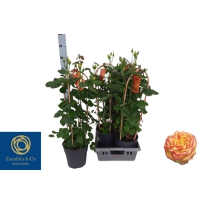 ROSA FL TWIST SELECT