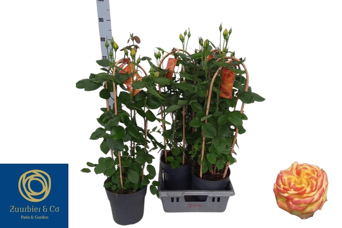 <h4>ROSA FL TWIST SELECT</h4>