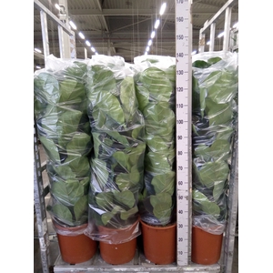 Ficus lyrata