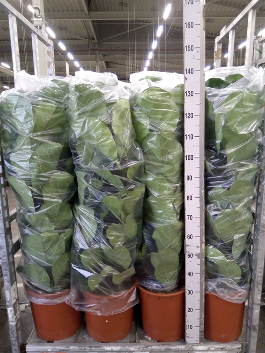 <h4>Ficus lyrata</h4>