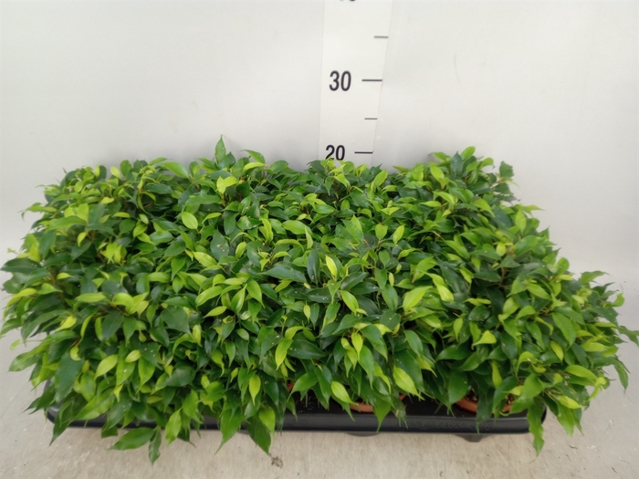 <h4>Ficus benja. 'Green Kinky'</h4>