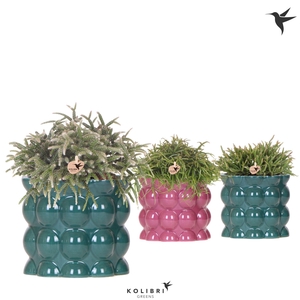 Kolibri Greens Rhipsalis mix in Cotton pot green mix