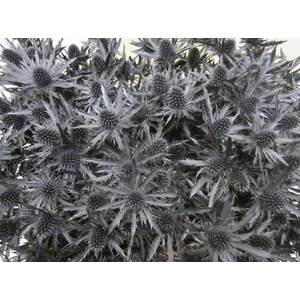 Eryn Orion Zwart L50