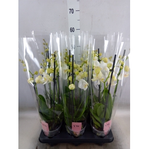 Phalaenopsis  'Ant Inverness'