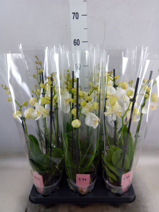 <h4>Phalaenopsis  'Ant Inverness'</h4>