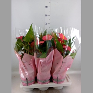 Anthurium andr. 'Maine'