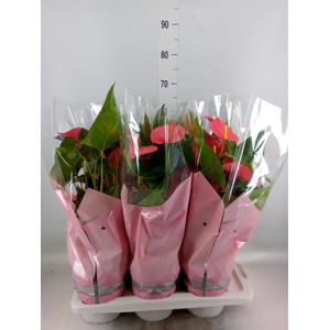 Anthurium andr. 'Maine'