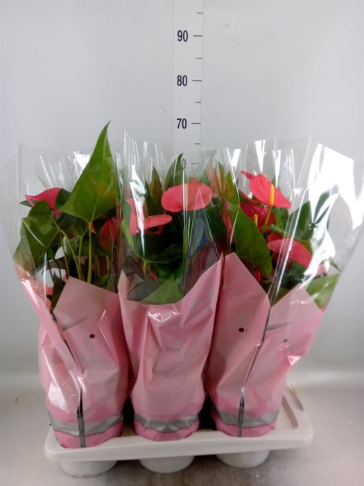 <h4>Anthurium andr. 'Maine'</h4>