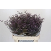 Limonium Safora Lilac