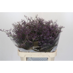 Limonium Safora Lilac