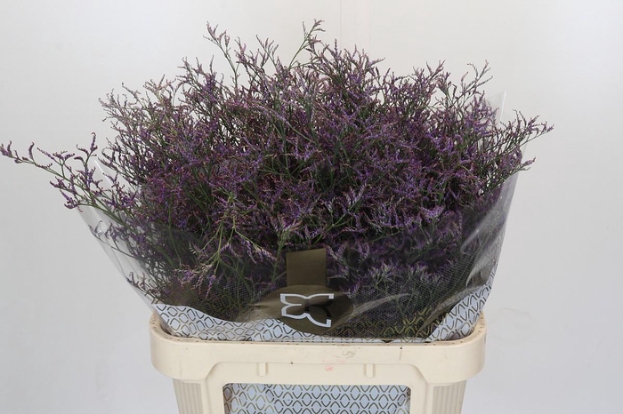 <h4>Limonium Safora Lilac</h4>