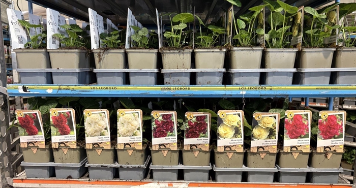 <h4>Alcea rosea</h4>