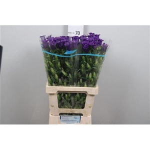 Camp M Champion Blue