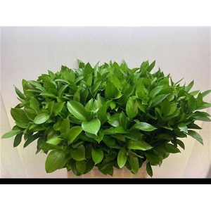 Ruscus Hypophyllum