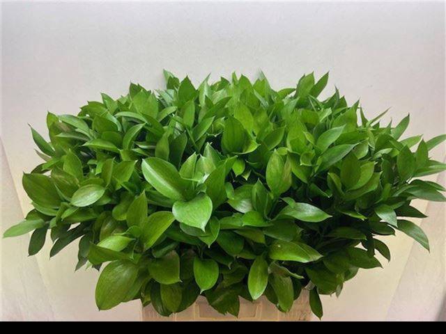 <h4>RUSCUS HYPOPHYLLUM</h4>