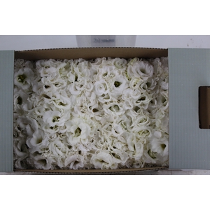 LISIANTHUS FLOR BRANCO