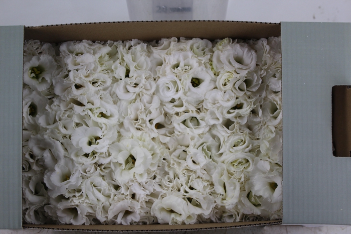 <h4>LISIANTHUS FLOR BRANCO</h4>
