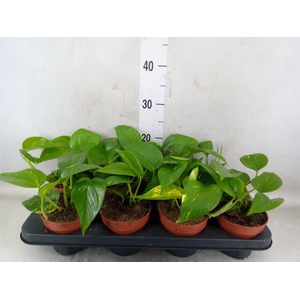 Epipremnum pinn. 'Aureum'