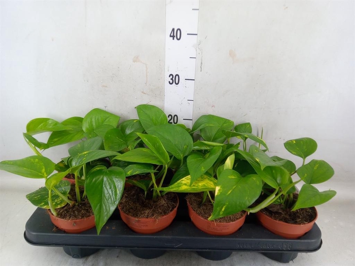 <h4>Epipremnum pinn. 'Aureum'</h4>