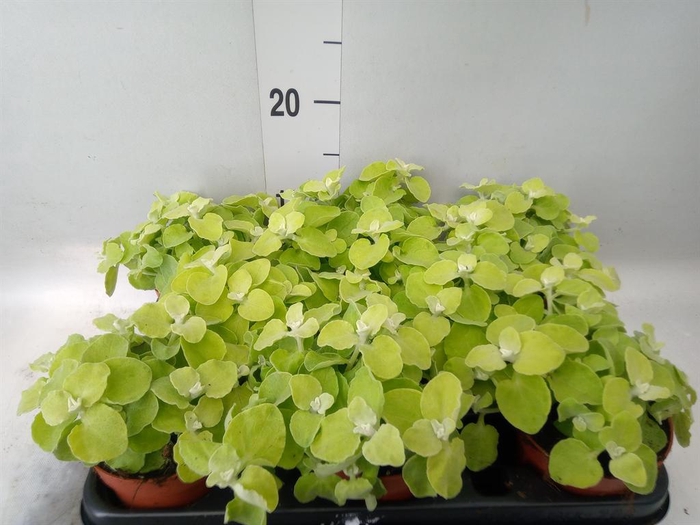 <h4>Helichrysum petiolare</h4>