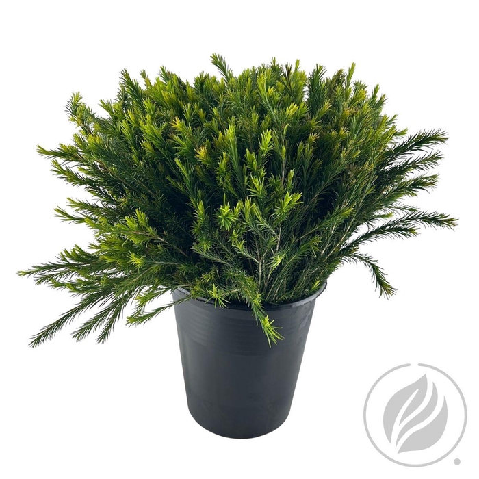 <h4>Melaleuca Ariel</h4>