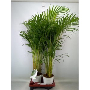 Dypsis lutescens   ...Chrysalidoca