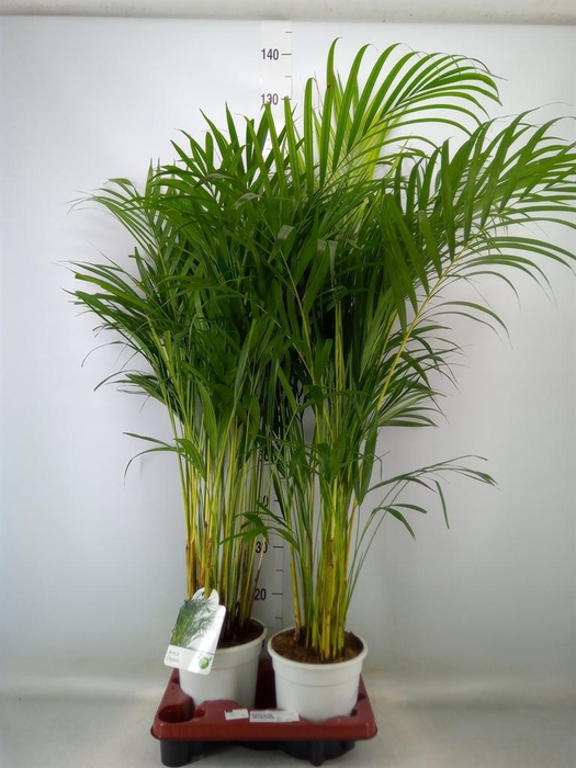 <h4>Dypsis lutescens   ...Chrysalidoca</h4>
