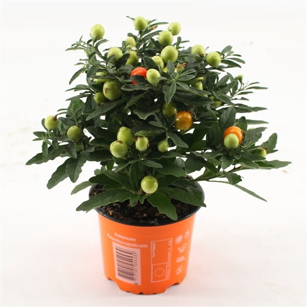 <h4>Solanum Pseudocapsicum oranje Bes</h4>