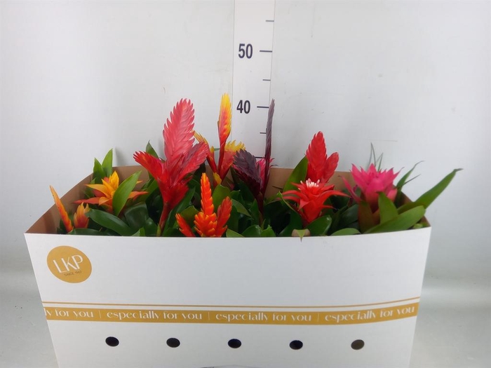 <h4>Bromelia ...mix</h4>