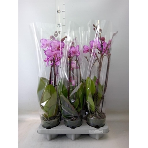 Phalaenopsis   ...