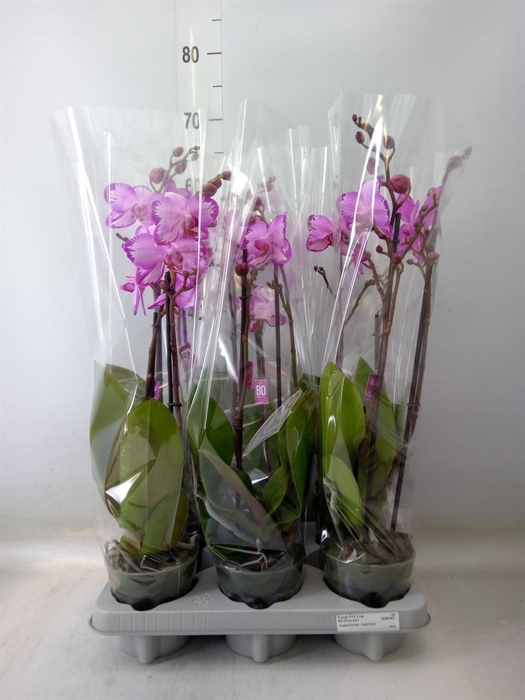<h4>Phalaenopsis ...</h4>