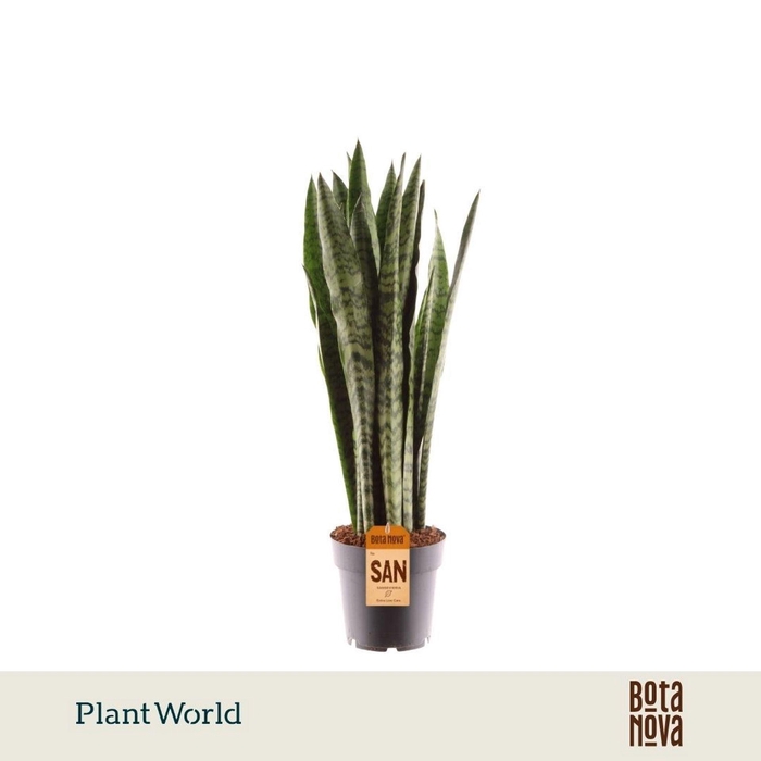 <h4>Sansevieria zeylanica</h4>