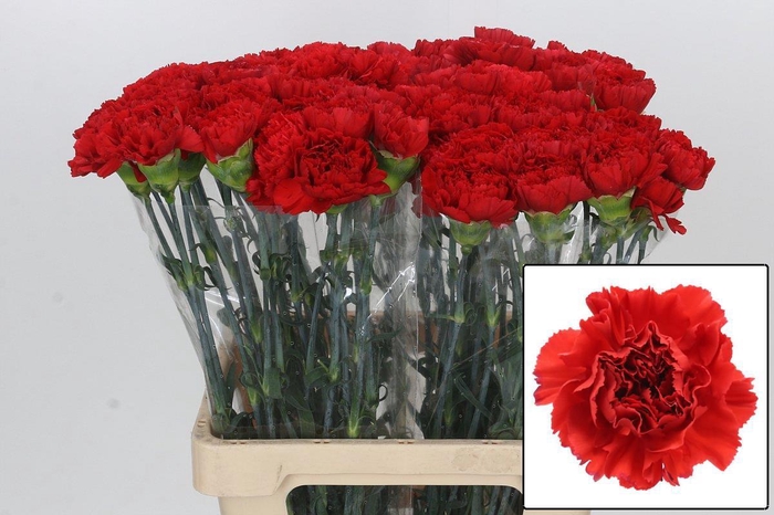 <h4>DI ST GENNARO</h4>