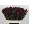 Leucadendron Saf Sunset Dark R.