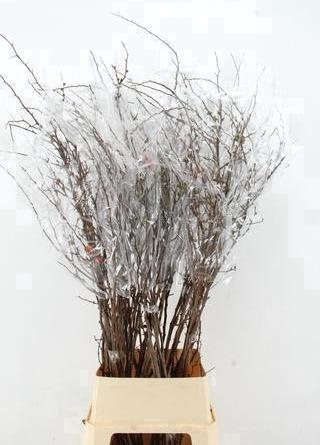 <h4>CHAENOMELES SUPERBA PINK 130CM</h4>