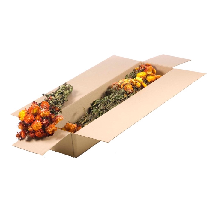 <h4>Helichrysum Sb Natural Orange</h4>