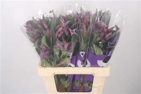 <h4>Clematis Amazing Rome Purple</h4>