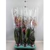 Phalaenopsis   ...