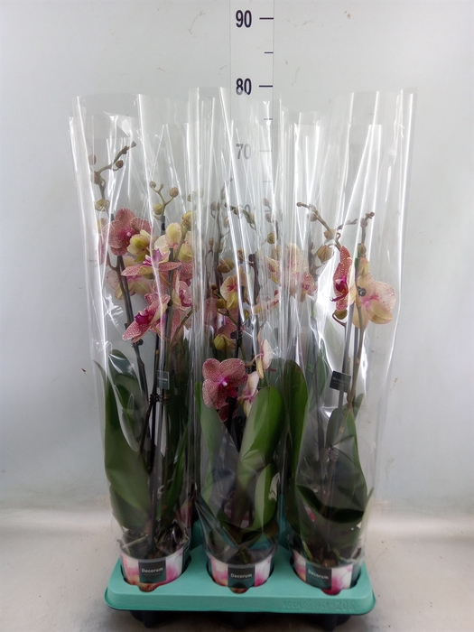 Phalaenopsis   ...