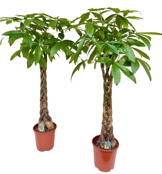 <h4>Pachira aquatica</h4>