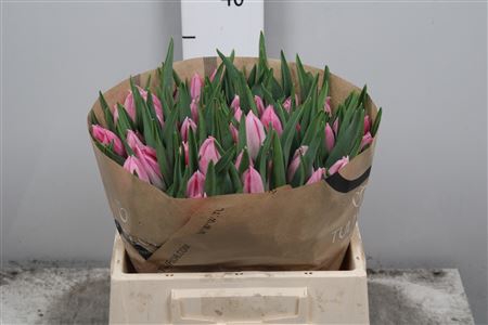 <h4>Tu En Bolroyal Pink</h4>