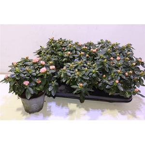 arr8 Rhodo Si Aiko Rose