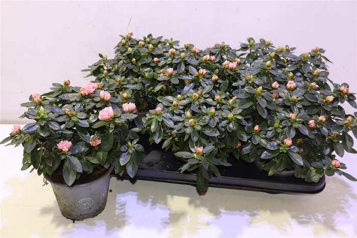 <h4>arr8 Rhodo Si Aiko Rose</h4>