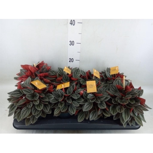 Peperomia caperata 'Santorini'
