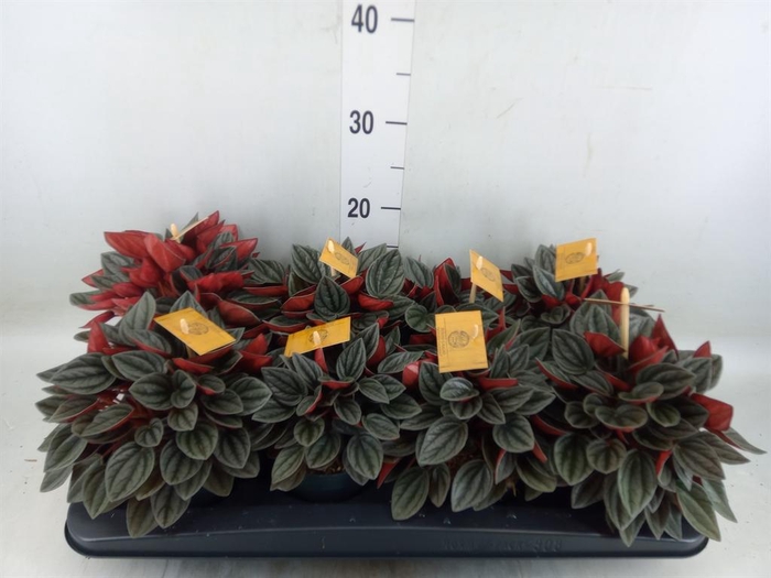 <h4>Peperomia caperata 'Santorini'</h4>