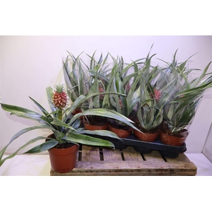 arr8 Ananas Rosita